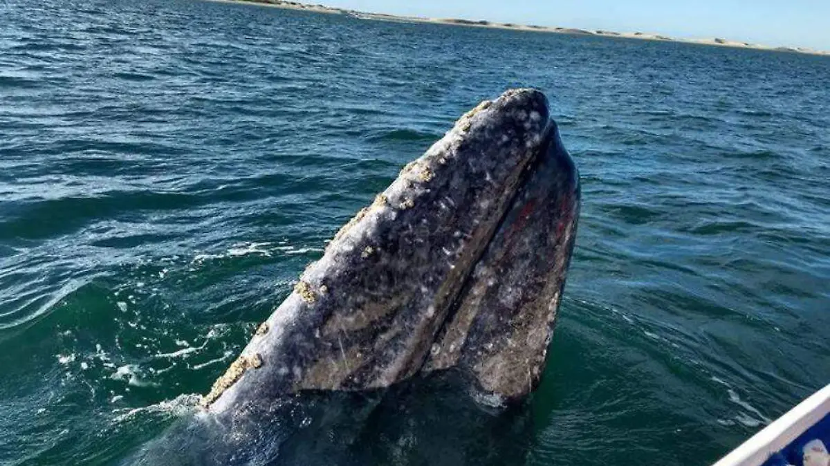 Avistamiento de ballena gris BCS